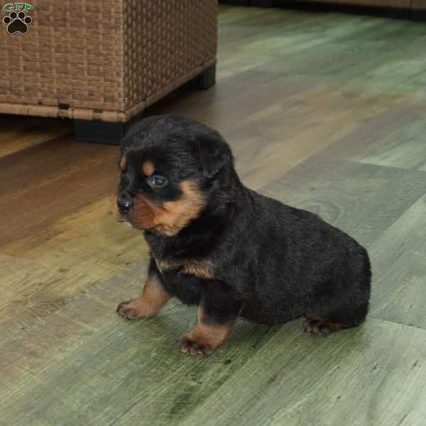 Foxy, Rottweiler Puppy